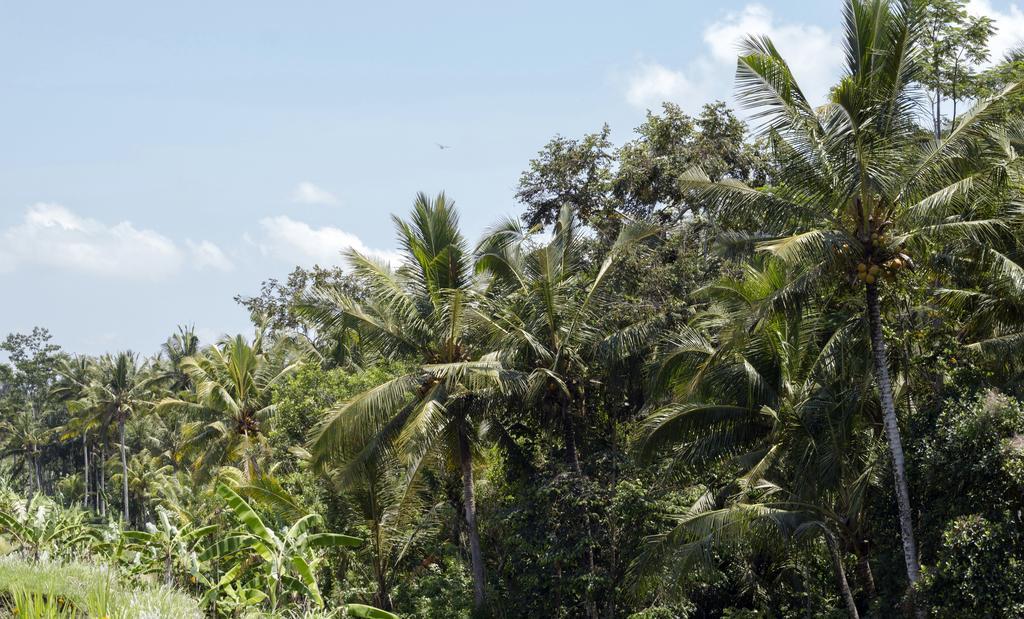 Villa Graha Rusni Ubud Esterno foto